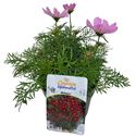 Bild von EJ Cosmos Bipinatus Pink
